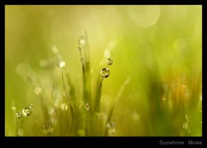 Sunshine Moss.jpg